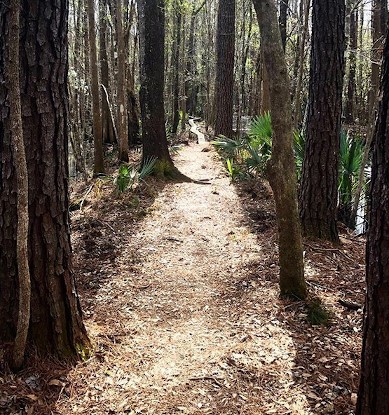 Francis Marion National Forest